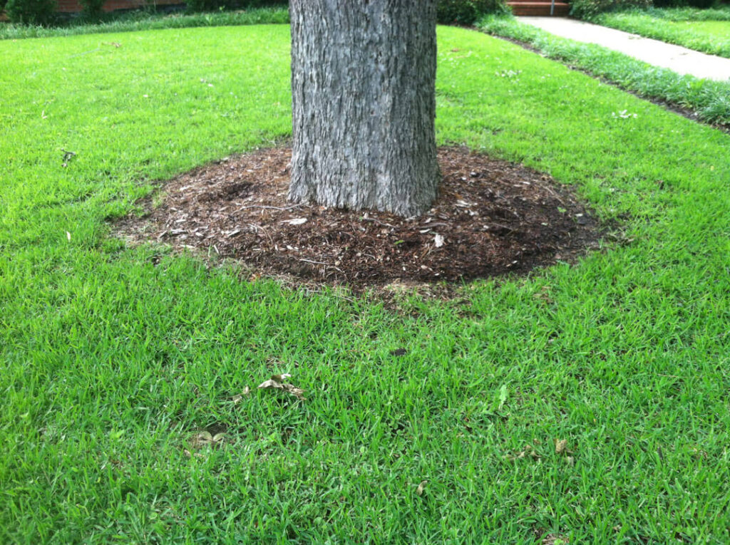 Wood mulch at the base of the tree