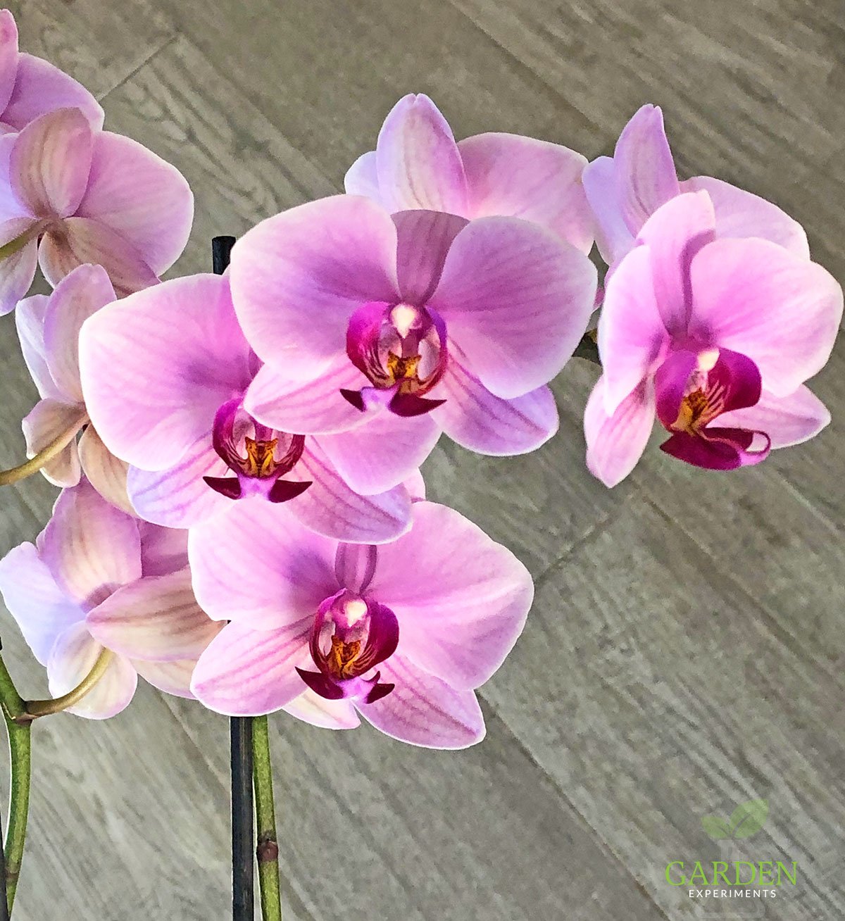 Pink and maroon Phalaenopsis orchid in bloom