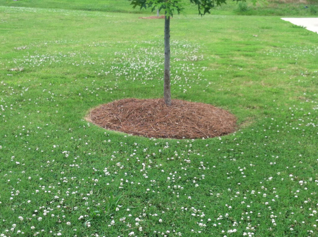 Pine mulch at the base of this tree