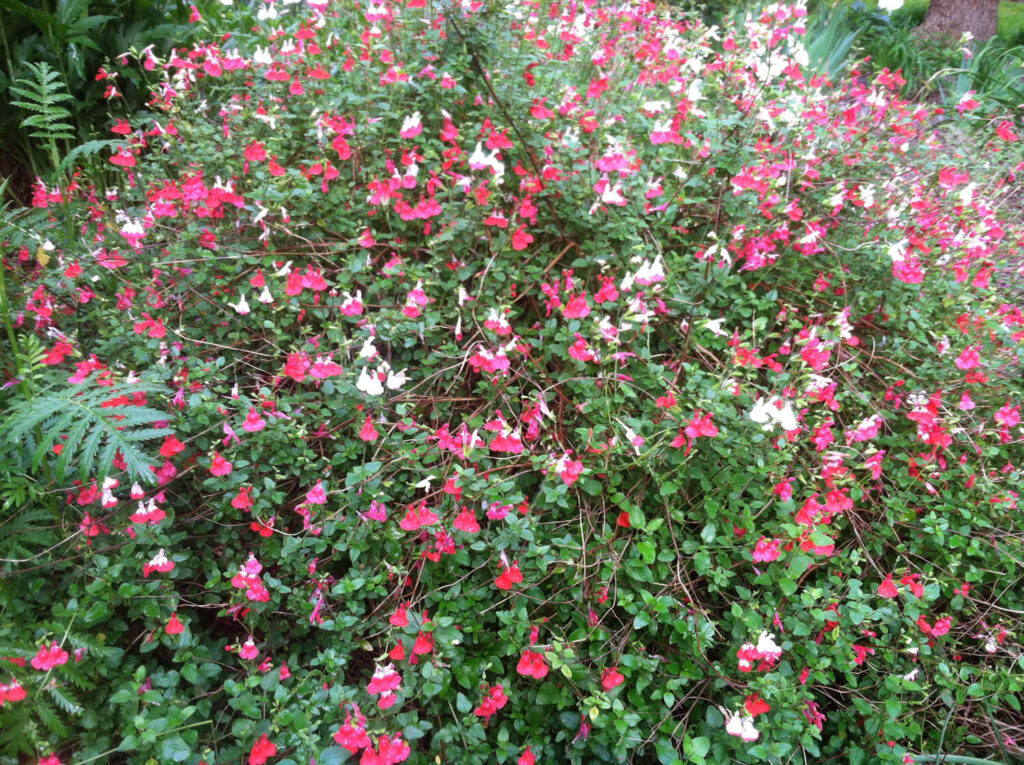 Salvia mycrophylla in full bloom in the fall