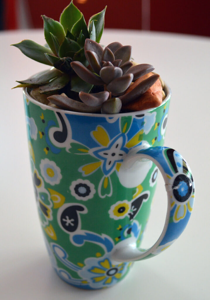 Teacup with succulent plants