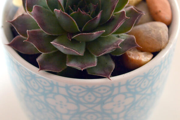 Teacup with succulent plants