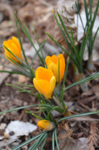 Yellow crocus Yellow crocus