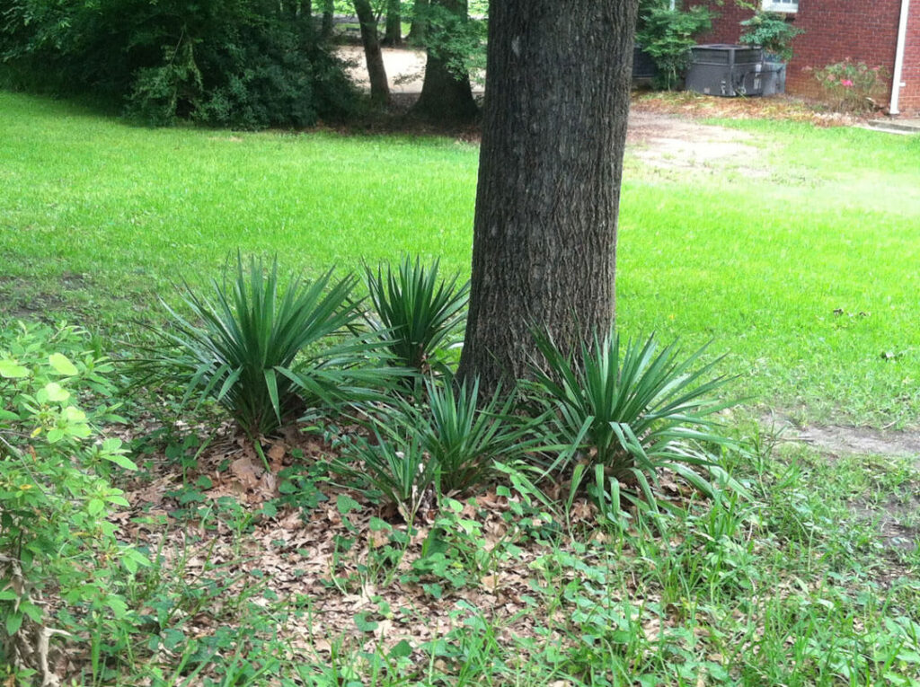 These yucca were volunteers in my yard but I transplanted them and as they grow they will make a nice surround for the base of this tree