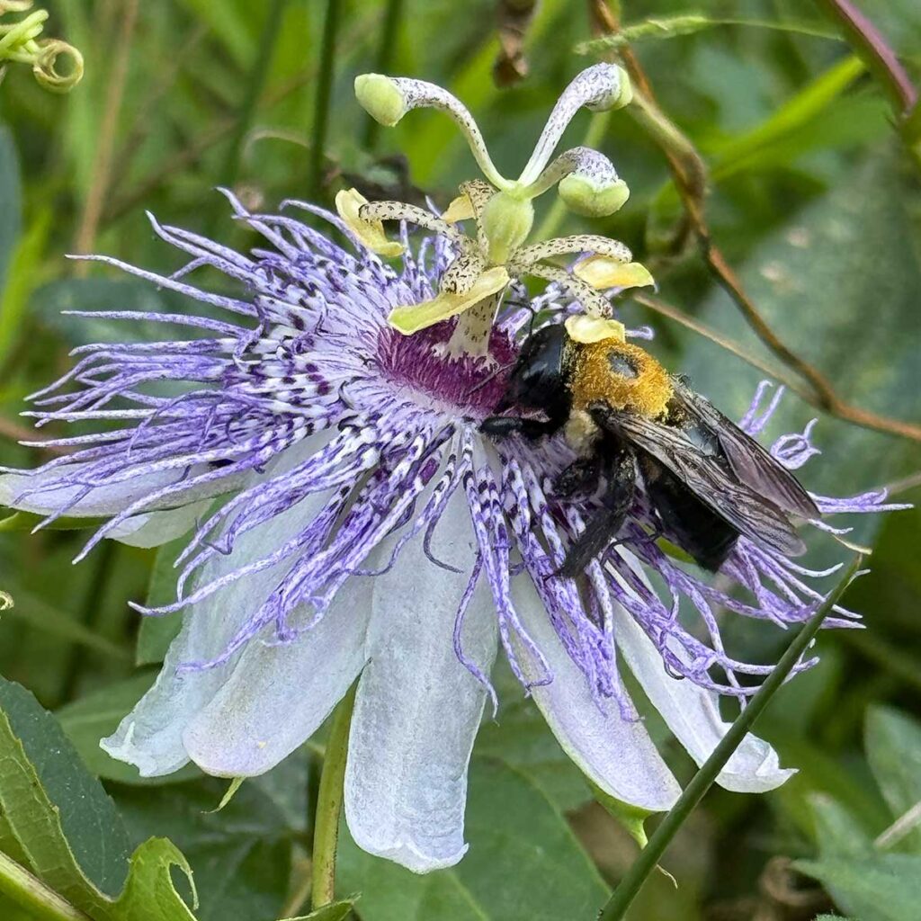 Bee rubbing the anthers of a purple passionflower and getting pollen on its back