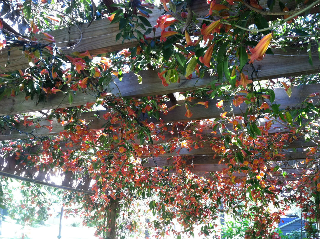 Crossvine on my arbor