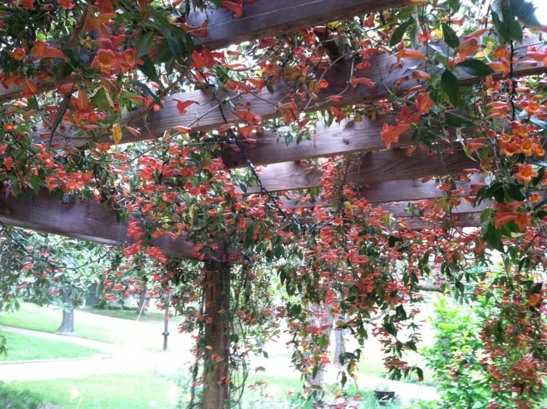 Crossvine on my arbor