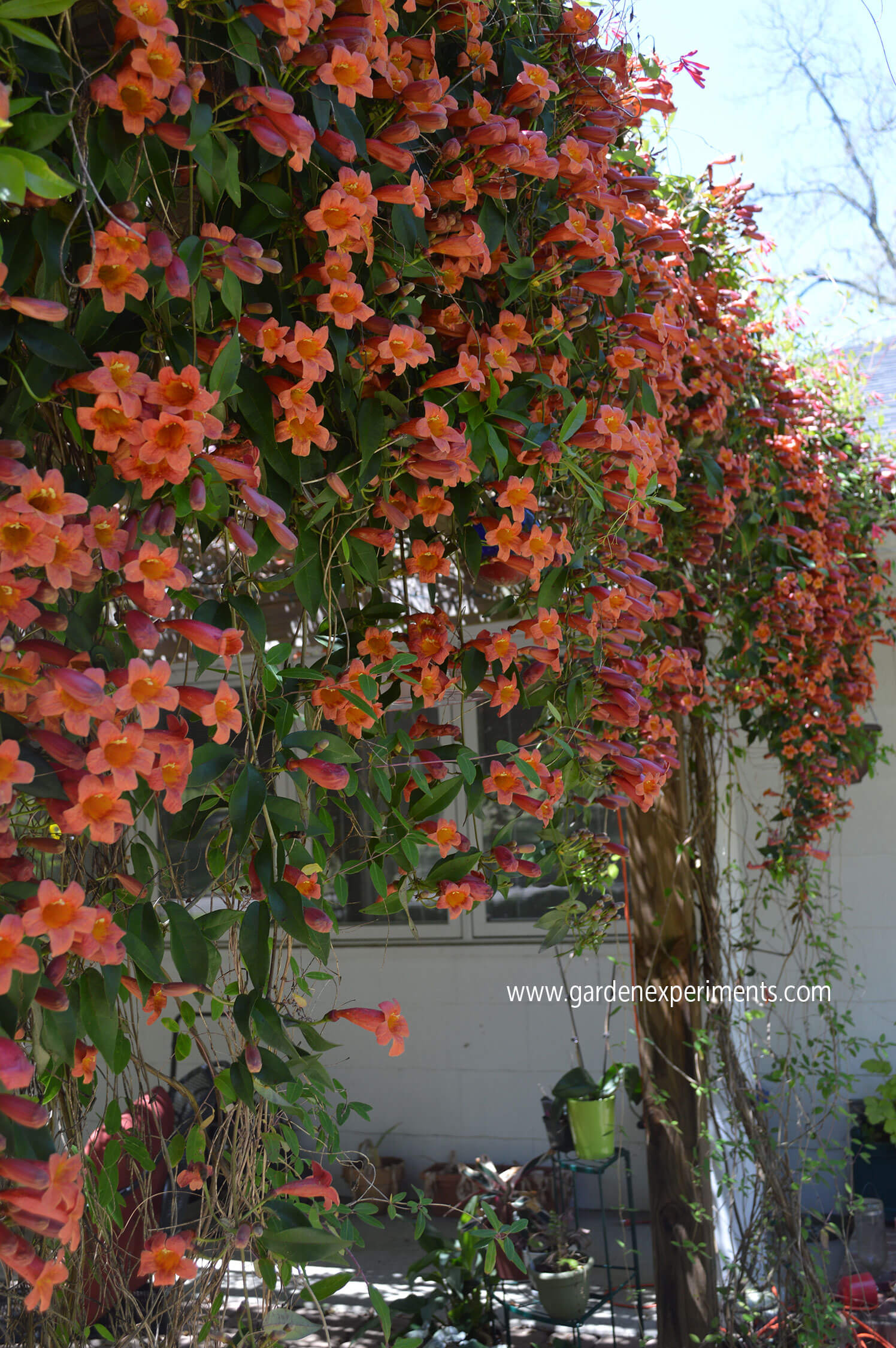 Crossvine on my arbor