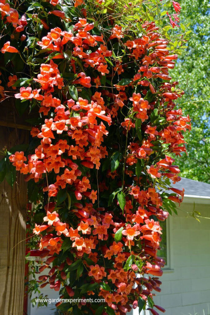 Crossvine growing on my arbor
