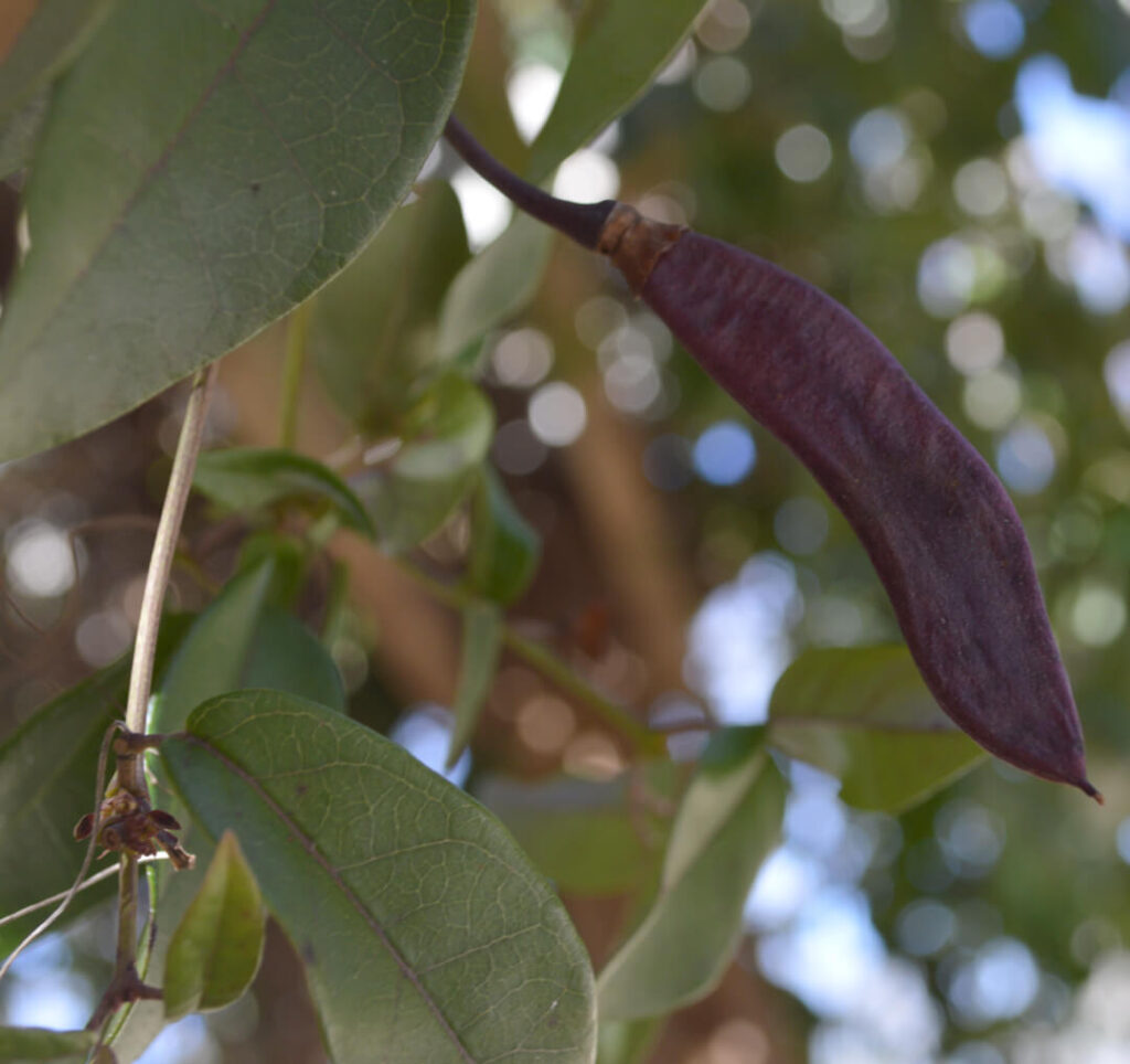 Crossvine seedpod