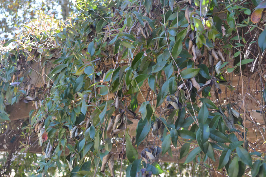 Crossvine in winter