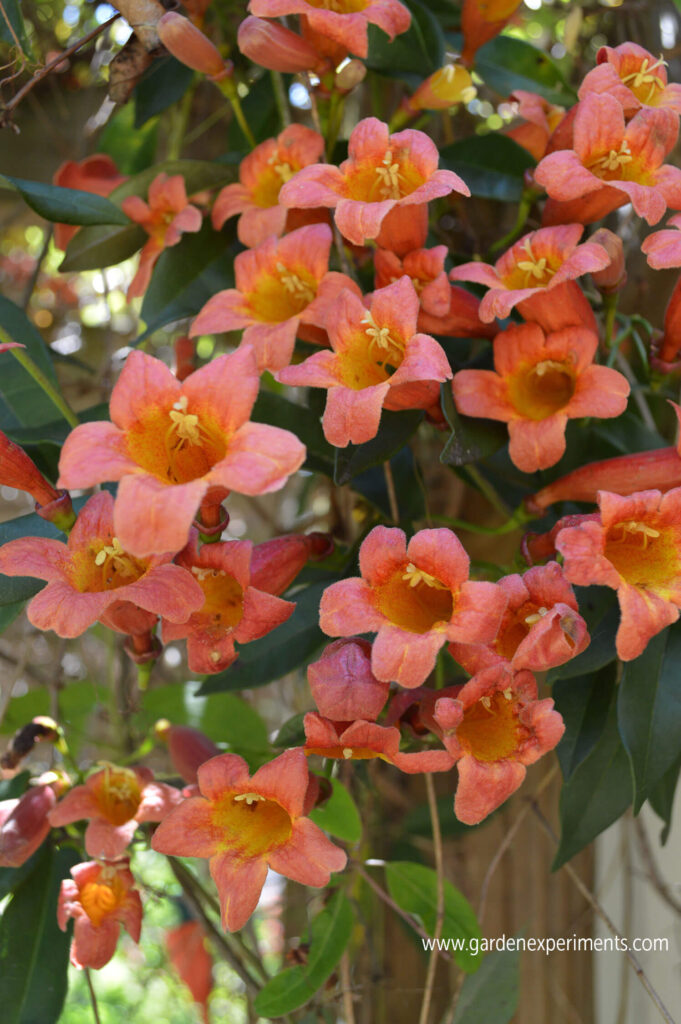 Crossvine flowers