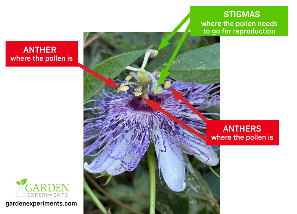 Illustration of the purple passionflower reproductive parts - stigma and anther. Anthers are where the pollen is. Stigmas are where the pollen needs to go for reproduction.