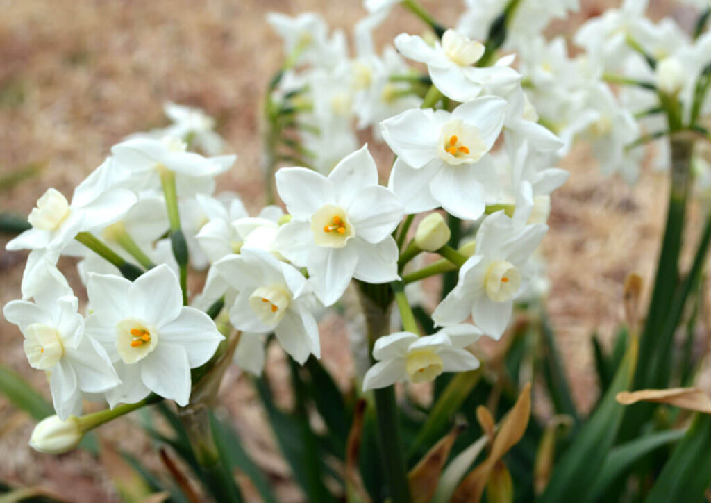 Paperwhites can add to your scent garden