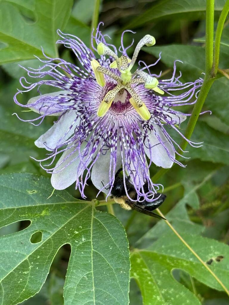 Maypop (purple passionflower) bloom with leaves of the vine showing