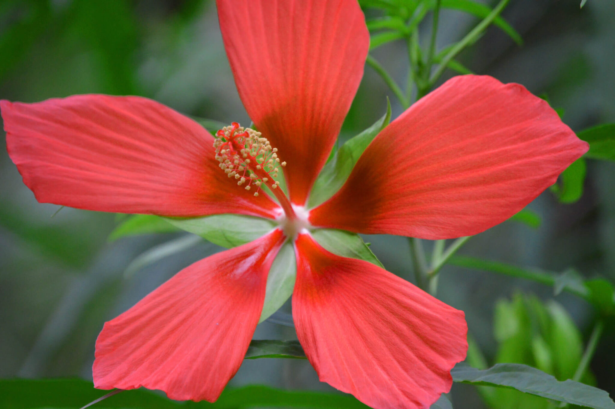Swamp Mallow (Hibiscus coccineus) Hardy Native for Wet Soils