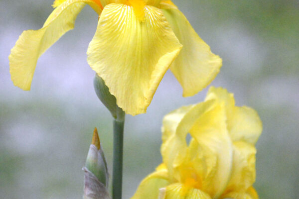 Yellow bearded iris