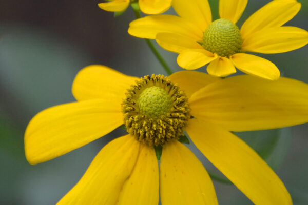 Cutleaf Coneflower