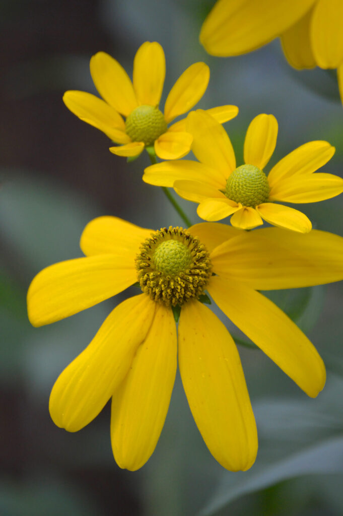 Cutleaf Coneflower