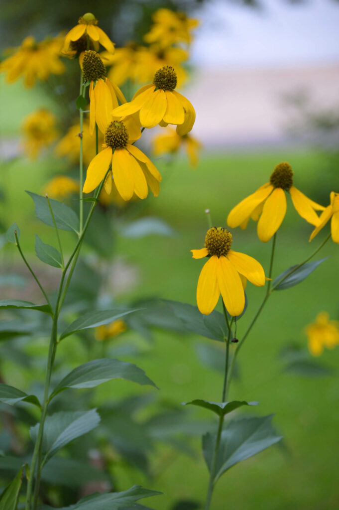 Cutleaf coneflower can grow up to 6 feet
