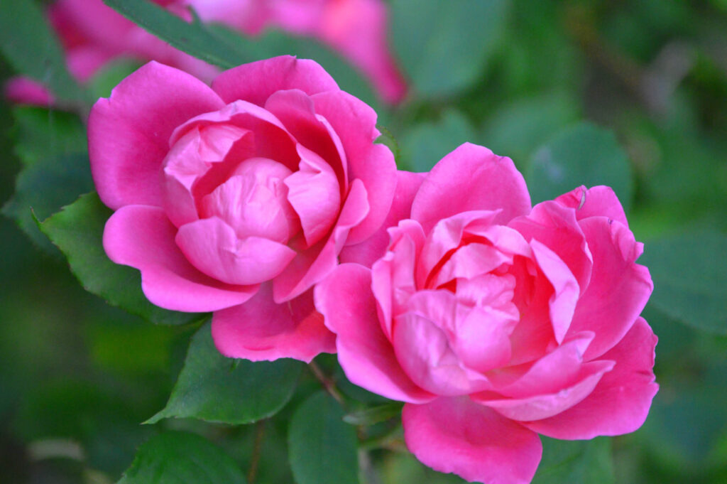 Pink knock out roses for scent gardens