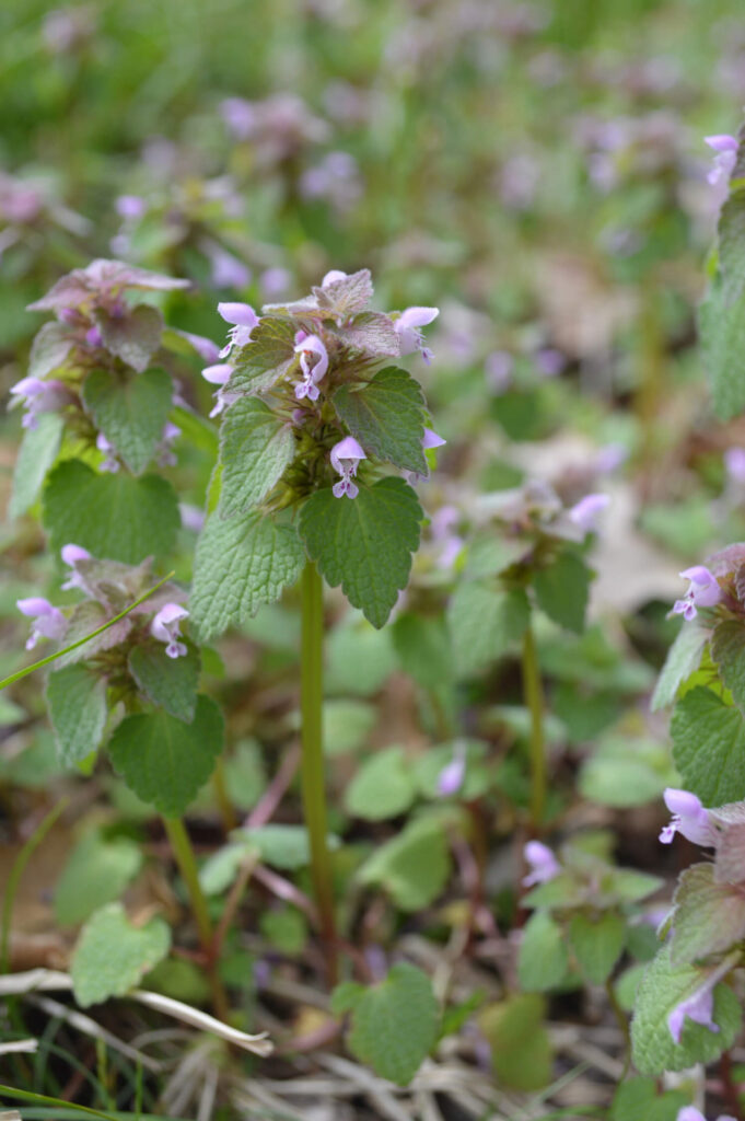 Purple Deadnettle