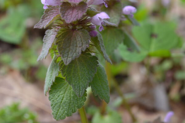 Purple Deadnettle