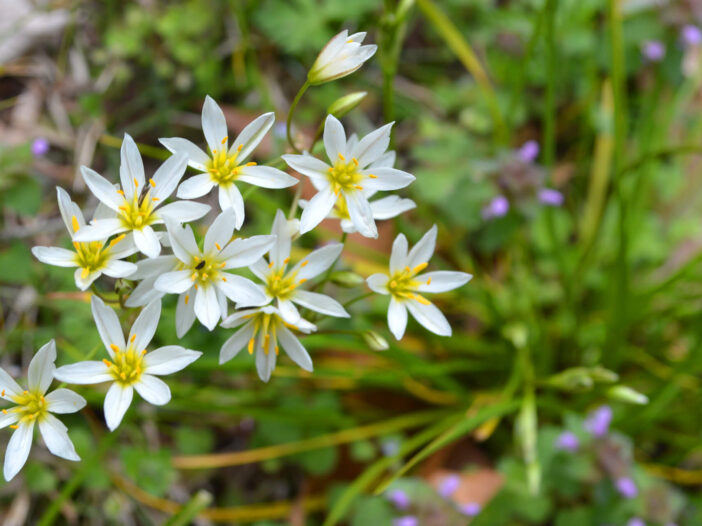 False Garlic - Nothoscordum bivalve