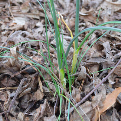 Wild garlic in my flower bed