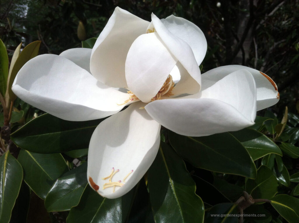 Southern magnolia tree is a great addition to a scented garden