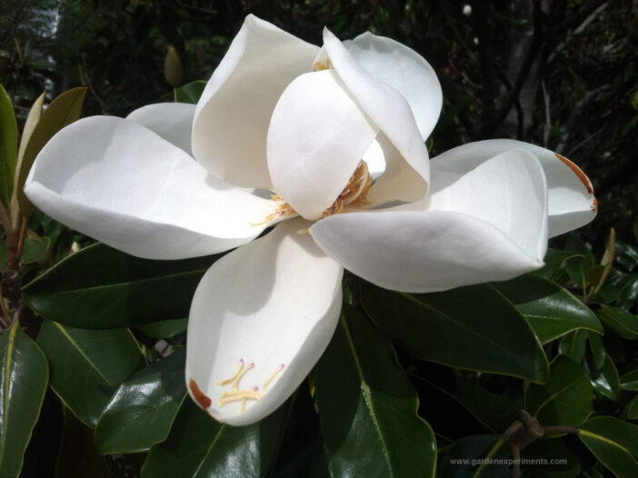 Southern magnolia