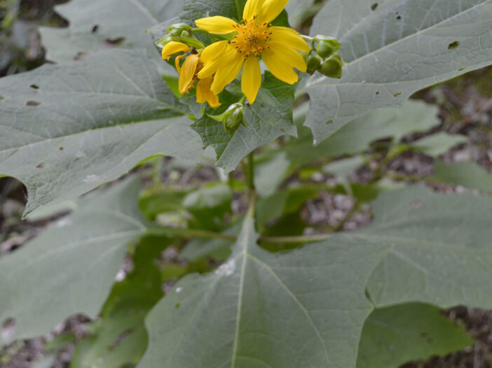 Bear's foot, photo by Paul Jacobs