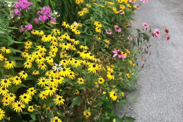 Wildflowers along the Driveway