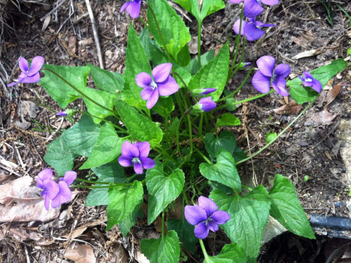 Common Blue Violet