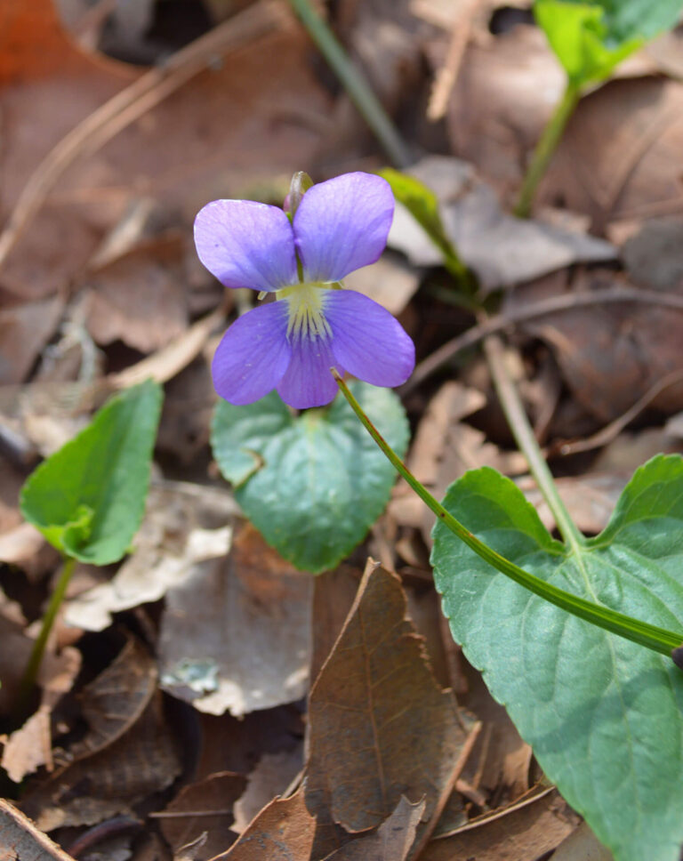 Common Blue Violet (Viola sororia)