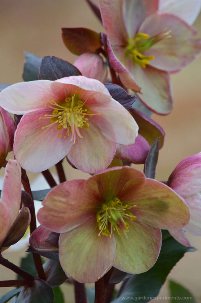 hellebores pink 681x1024