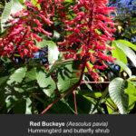 Red Buckeye Flowers