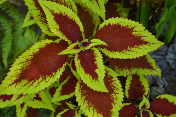 Red and lime green coleus leaves create abundant color in the shade
