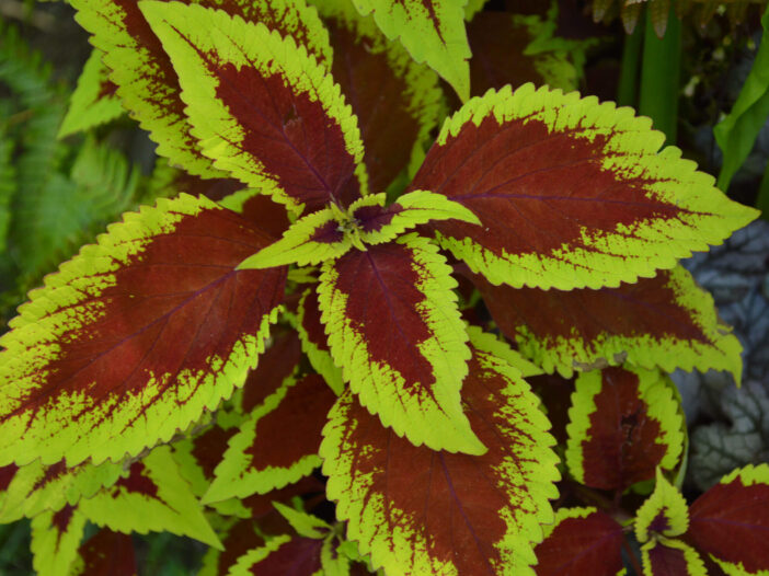 Red and lime green coleus leaves create abundant color in the shade