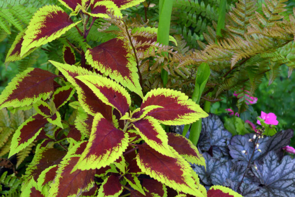 Colorful shade container garden