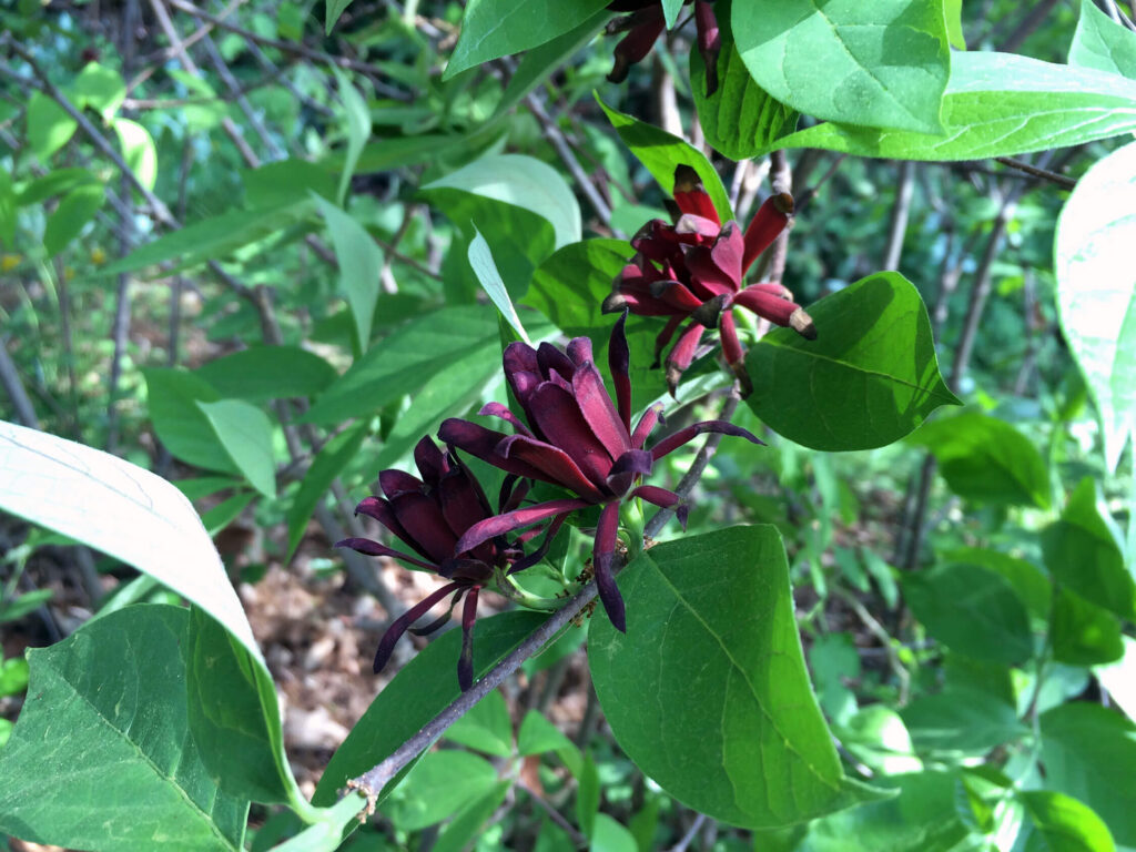 Eastern Sweetshrub (Calycanthus floridus L.) grows in the shade and its magenta blooms have a lovely scent