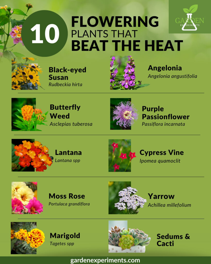 10 flowering plants that beat the heat
