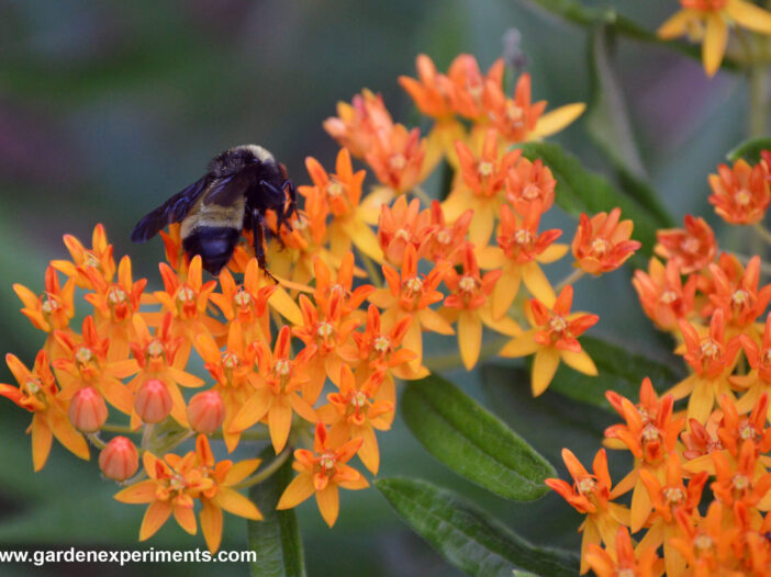 Butterfly weed