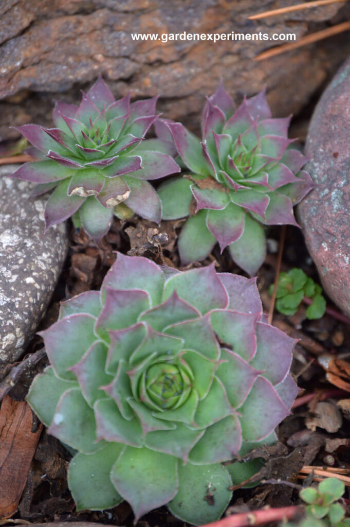 Hens and chicks succulents