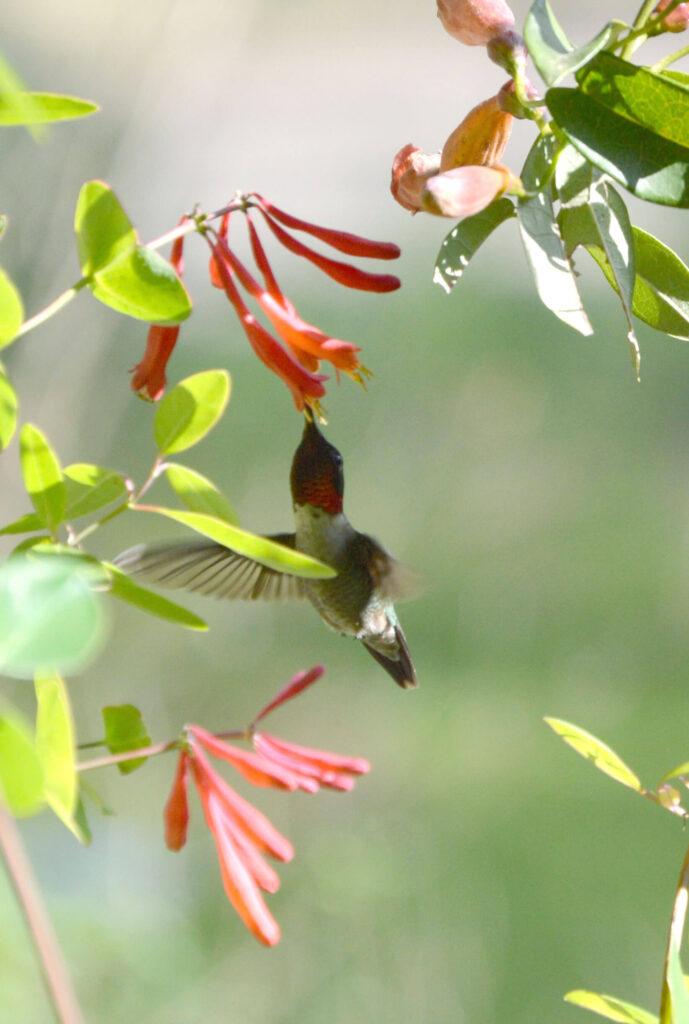 Ruby-throated hummingbird feeding on native coral honeysuckle