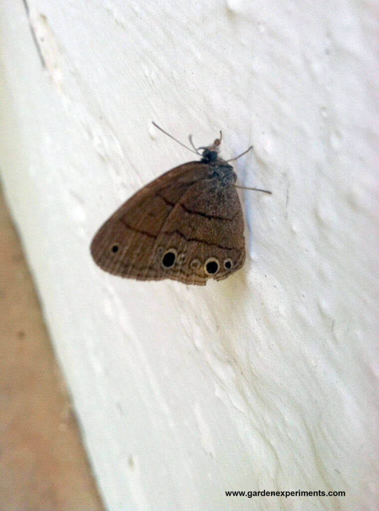 Common Wood Nymph