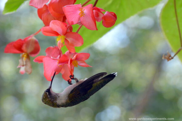 Juvenile Male Hummingbird feeding on angel wing begonia