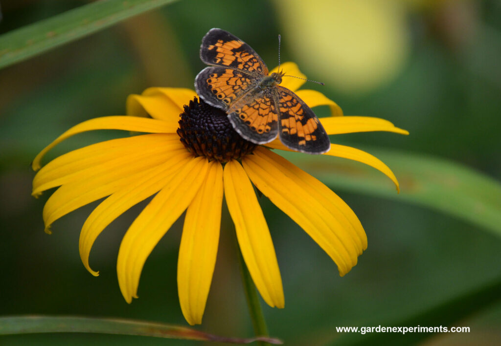 Pearl Crescent butterfly on Black-eyed Susan