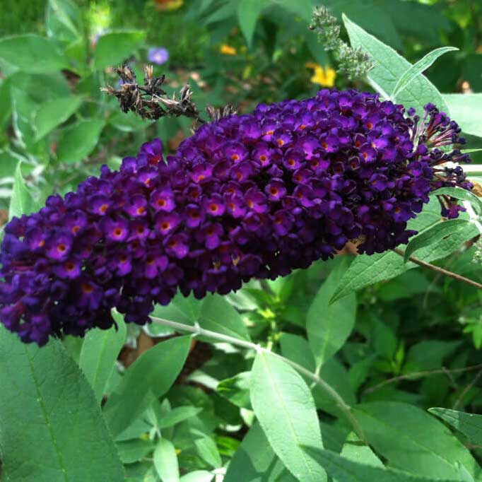 Dark purple flower of the butterfly bush