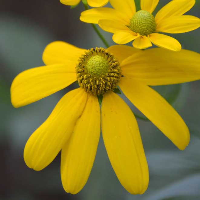 Yellow flowers of cutleaf coneflower